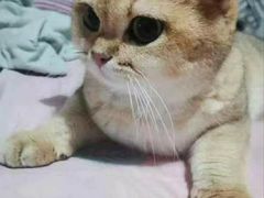 -东方名猫馆·英短金渐层布偶猫舍(环线广场1号楼店)