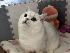 -翊宠yipet猫狗购宠庄园