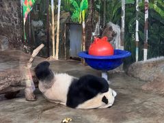 -海南热带野生动植物园