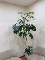 -HEYAN荷妍专业脱毛连锁机构