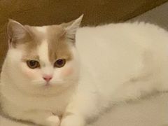-瑞鹏宠物医院·夜间急症·心超·猫科(祖庙分店)