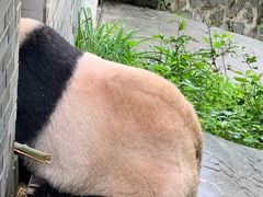 -都江堰中华大熊猫苑