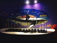 -烟台海昌鲸鲨海洋公园