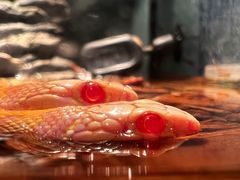 -酷以爬仙阁实体爬宠店·守宫·蜥蜴·专业繁育