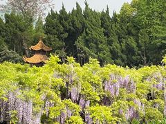 -嘉定紫藤园