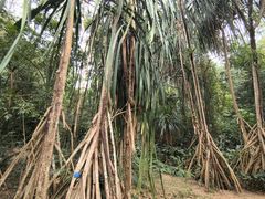 -中国科学院西双版纳热带植物园