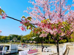 -新江湾城公园