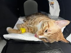 -纳吉亚猫专科动物诊疗中心(蒋宅口分院)