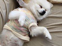 -怪兽屋·羊驼·猫咖·狗咖(俊华广场店)