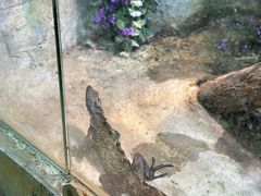 -上海大自然野生昆虫馆(东方明珠·爬宠昆虫探索中心)