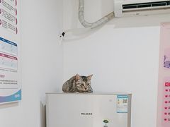 -艾贝尔宠物医院·24H转诊中心·肿瘤猫专科(江宁双龙店)