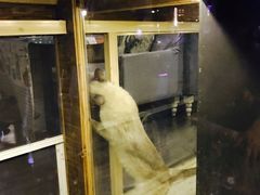 -吉丁鸟咖·异宠·寄养