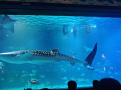 -烟台海昌鲸鲨海洋公园