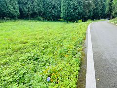 -武陵山森林公园