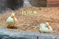 -Zoolung Zoolung动物主题公园(海信广场店)
