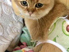 -欣宠猫屋·矮脚拿破仑·蓝金金渐层