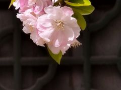 -海棠花溪(元大都城垣遗址公园)