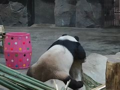 -栾川竹海野生动物园