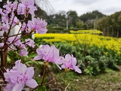 -新安江山水画廊风景区