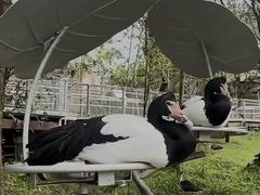 -新加坡飞禽公园