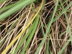 -白鹭湾湿地公园