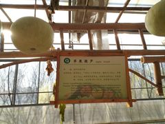 -上海都市菜园