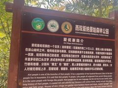 -西双版纳原始森林公园