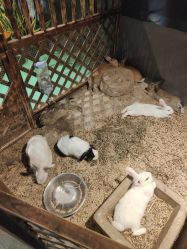 -酷嗒动物文化乐园(cutezoo西溪乐天城店)