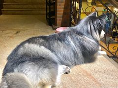 -more than meow吴止猫主题餐厅(承德 中船汇店)