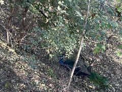 -北京麋鹿生态实验中心