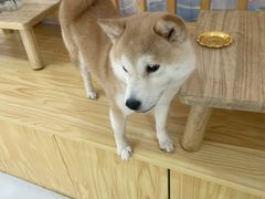 -柴源莊·柴小宠柴犬咖啡