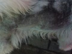 -伟伟宠物医院·CT影像中心·瑞派犬猫综合性门诊(汉口总院)