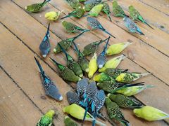 -南宫五洲植物乐园