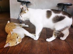 -251#coffee roasters(沿河东路店)