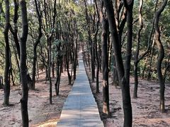 -火炉山森林公园