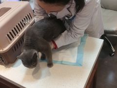 -宠爱国际动物医院· 猫科· 外科·中兽医(长白店)