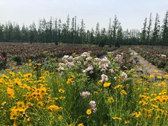 -上海长兴岛郊野公园
