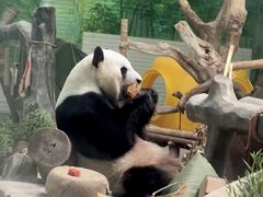 -灵玲国际马戏城