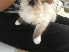 -lincat·猫舍(广州店)