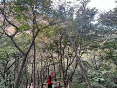 -大岭沟猕猴桃谷风景区