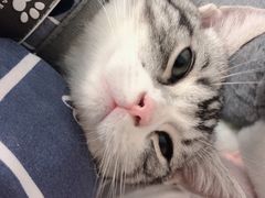 -lincat·猫舍(广州店)