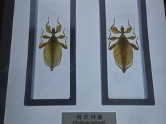 -上海昆虫博物馆