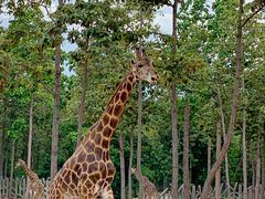 -清迈夜间动物园