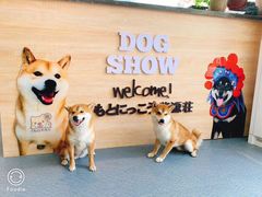 -柴源莊·柴小宠柴犬咖啡