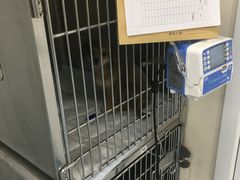 -瑞派·关忠动物医院·异宠专科·犬猫肿瘤·皮肤专科(望京店)