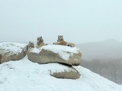 -横道河子东北虎林园