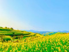 -桑洲油菜花景区
