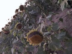 -映月湖中央公园