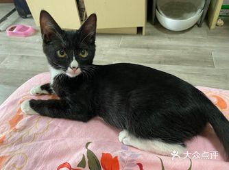我家的黑猫警长，睡个觉能把我笑死了那么大的地方