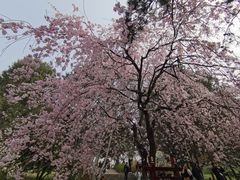-西安青龙寺遗址景区